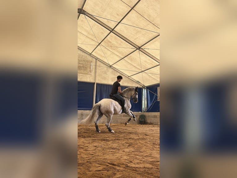 Hispano Arabian Gelding 10 years 15 hh Grey in Varnsdorf