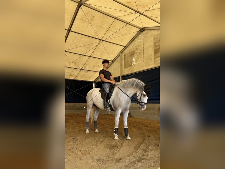 Hispano Arabian Gelding 10 years 15 hh Grey in Varnsdorf