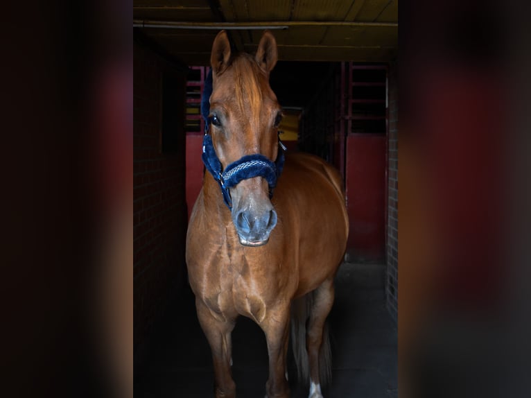 Hispano Arabian Mix Gelding 10 years 15,1 hh Chestnut-Red in Barrio De El Castillo