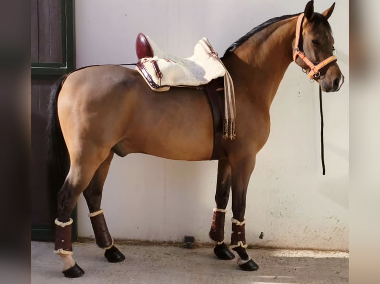 Hispano Arabian Gelding 10 years 15,2 hh Brown in Madrid
