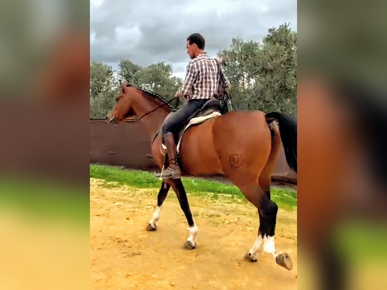 Hispano Arabian Gelding 10 years 15,3 hh Brown in Sevilla