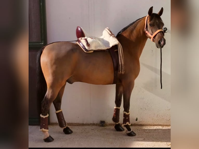 Hispano Arabian Gelding 11 years 15,2 hh Brown in Madrid