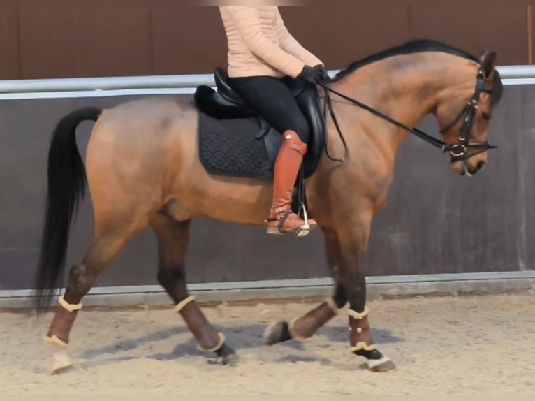 Hispano Arabian Gelding 11 years 15,2 hh Brown in Madrid