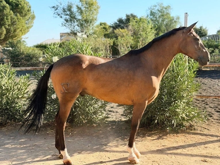Hispano Arabian Mix Gelding 11 years 16 hh Buckskin in Sevilla