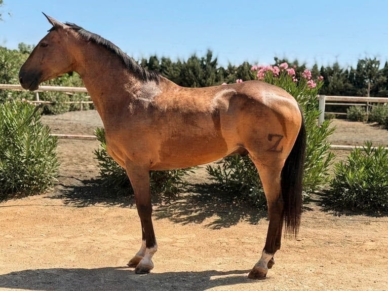 Hispano Arabian Mix Gelding 11 years 16 hh Buckskin in Sevilla