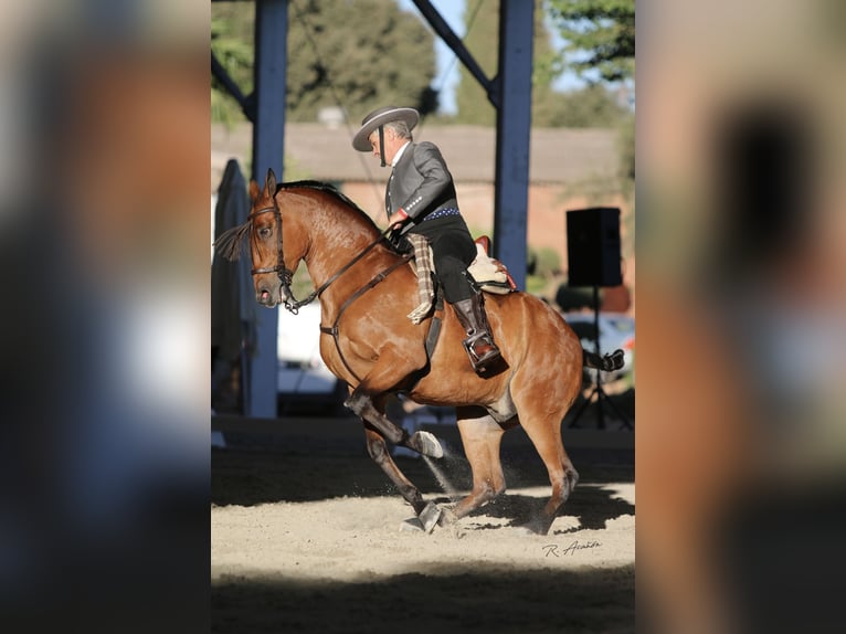 Hispano Arabian Gelding 12 years 15,2 hh Brown in Pozoblanco