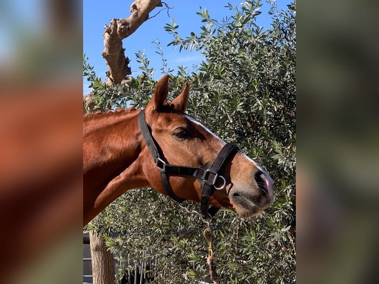Hispano Arabian Gelding 12 years 15.2 hh Chestnut-Red in Valencia