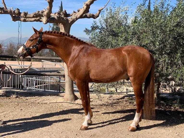 Hispano Arabian Gelding 12 years 15.2 hh Chestnut-Red in Valencia