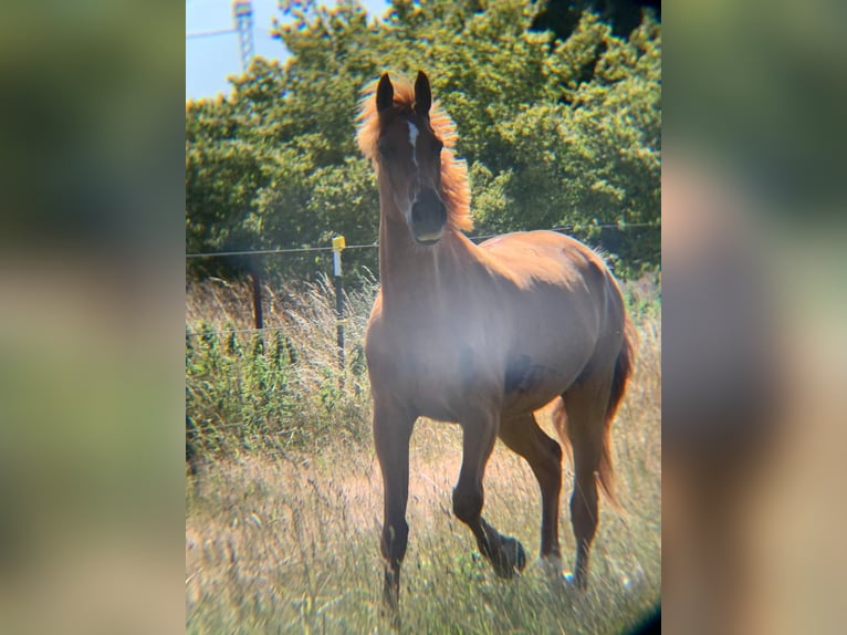 Hispano Arabian Gelding 12 years 16,1 hh Chestnut-Red in P&#xF6;lchow