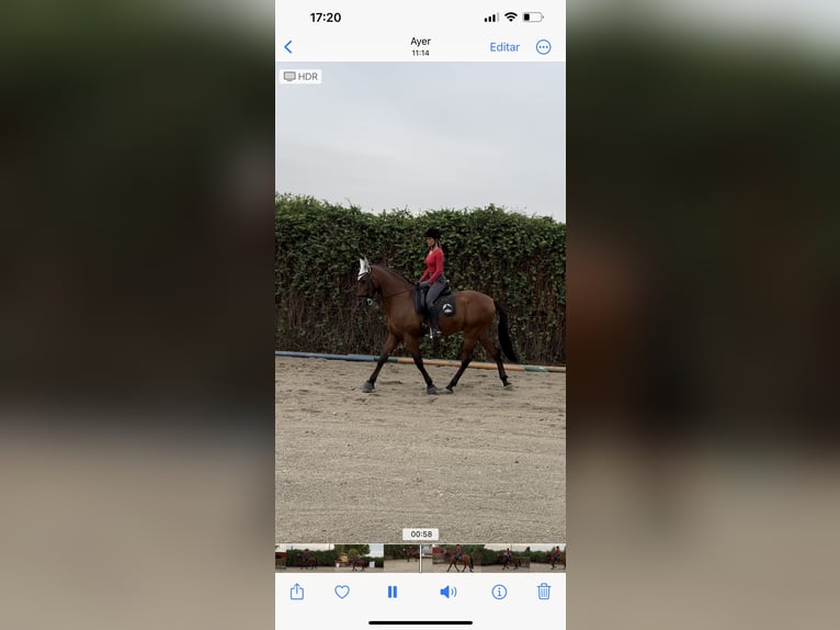 Hispano Arabian Gelding 13 years 16,2 hh Brown-Light in Alcala De Henares