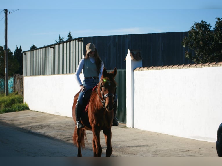 Hispano Arabian Mix Gelding 14 years 15,1 hh Chestnut-Red in Puerto Real