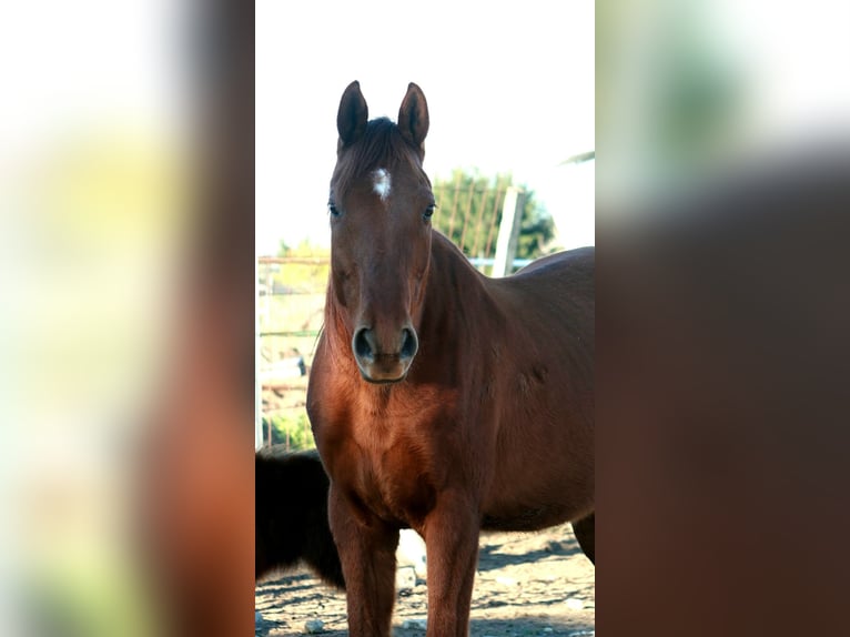 Hispano Arabian Mix Gelding 14 years 15,1 hh Chestnut-Red in Puerto Real
