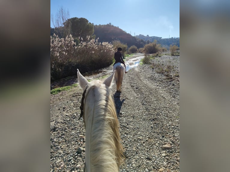 Hispano Arabian Mix Gelding 15 years 15,2 hh Grey in Abrera