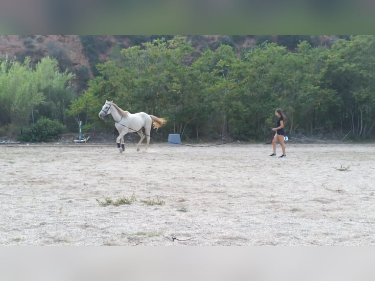 Hispano Arabian Mix Gelding 15 years 15,2 hh Grey in Abrera