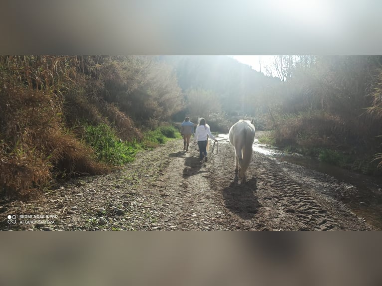 Hispano Arabian Mix Gelding 15 years 15,2 hh Grey in Abrera