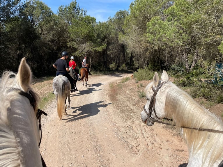 Hispano Arabian Mix Gelding 15 years 15,2 hh Grey in Abrera