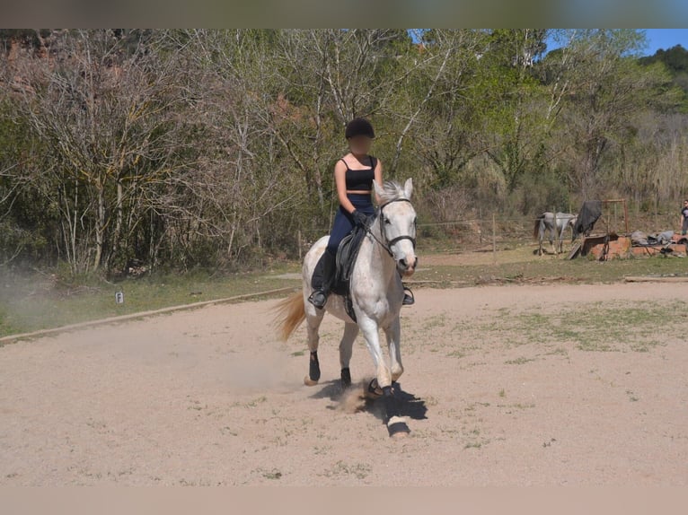 Hispano Arabian Mix Gelding 15 years 15,2 hh Grey in Abrera