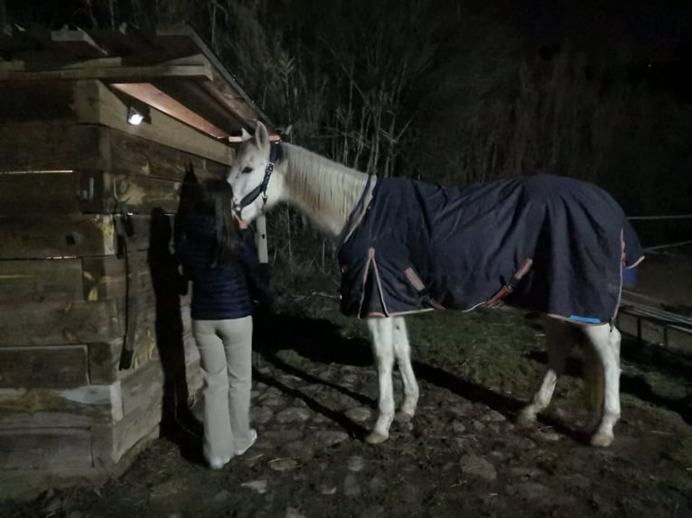 Hispano Arabian Mix Gelding 15 years 15,2 hh Grey in Abrera