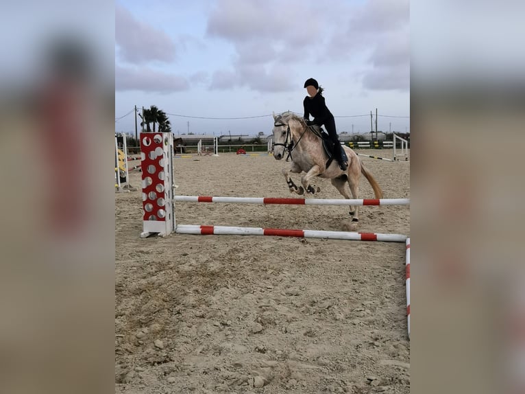 Hispano Arabian Mix Gelding 15 years 15,2 hh Grey in Abrera