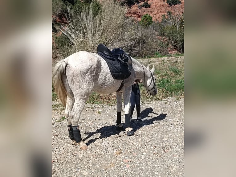 Hispano Arabian Mix Gelding 15 years 15,2 hh Grey in Abrera