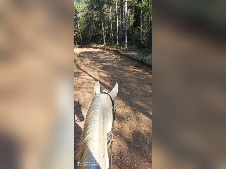 Hispano Arabian Mix Gelding 15 years 15,2 hh Grey in Abrera