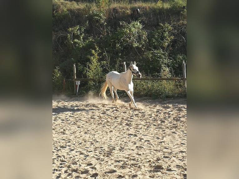 Hispano Arabian Mix Gelding 15 years 15,2 hh Grey in Abrera