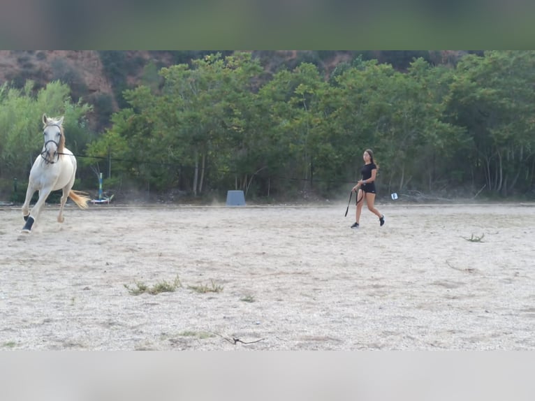 Hispano Arabian Mix Gelding 15 years 15,2 hh Grey in Abrera