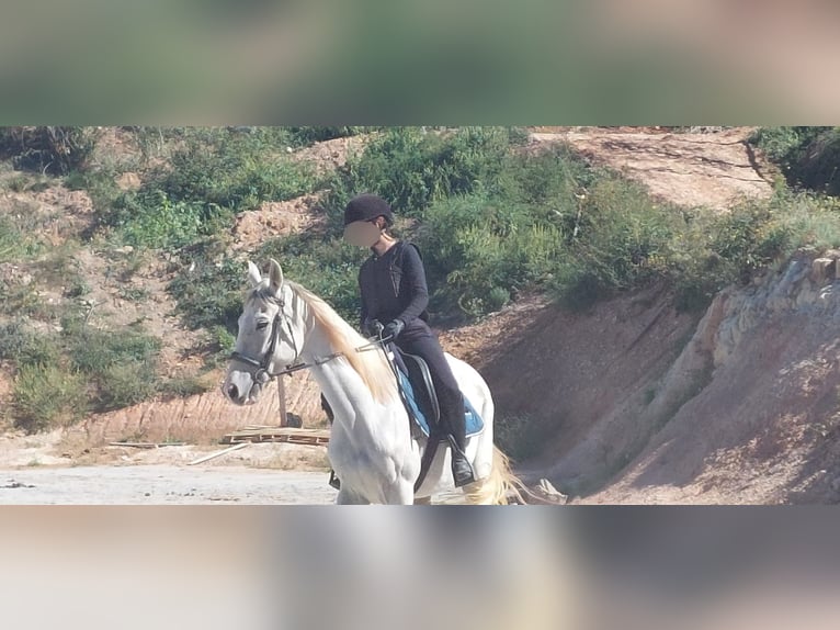 Hispano Arabian Mix Gelding 15 years 15,2 hh Grey in Abrera