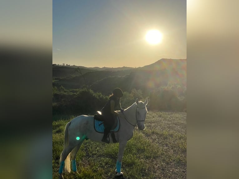 Hispano Arabian Mix Gelding 15 years 15,2 hh Grey in Abrera
