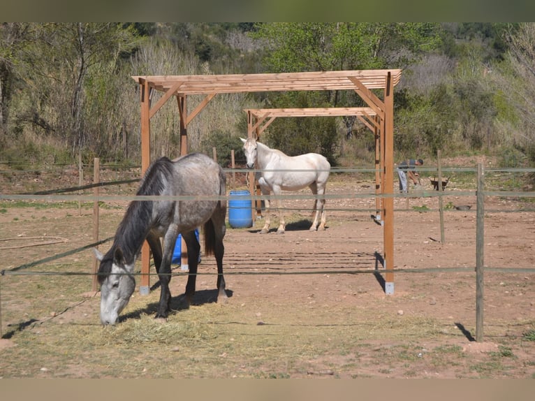 Hispano Arabian Mix Gelding 15 years 15,2 hh Grey in Abrera