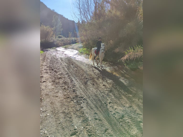 Hispano Arabian Mix Gelding 15 years 15,2 hh Grey in Abrera