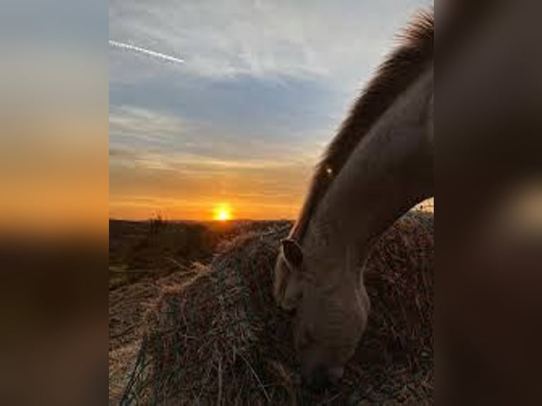 Hispano Arabian Mix Gelding 15 years 15,2 hh Grey in Abrera