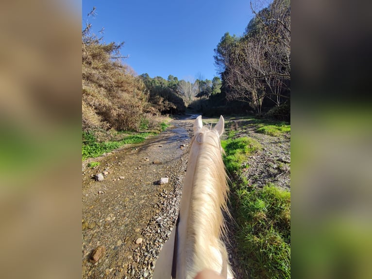 Hispano Arabian Mix Gelding 15 years 15,2 hh Grey in Abrera