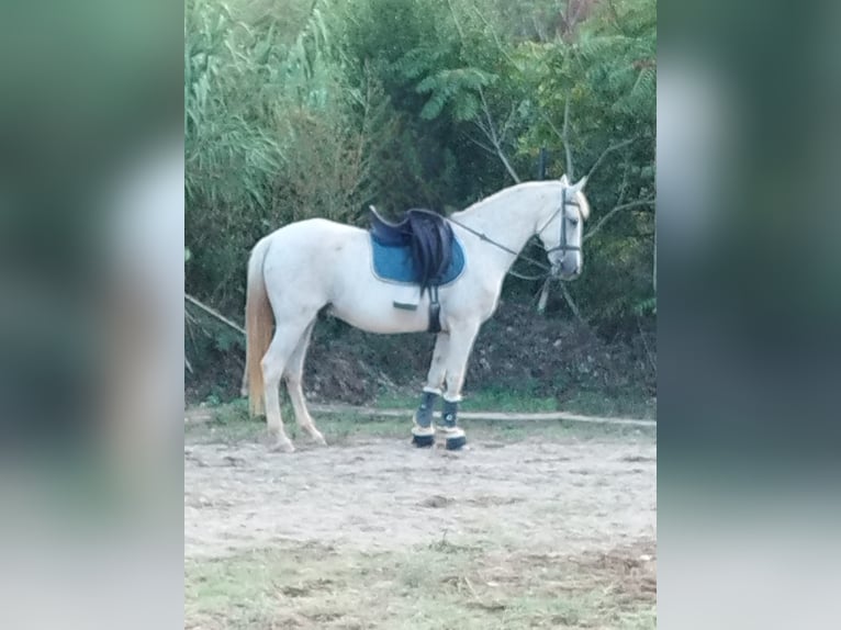 Hispano Arabian Mix Gelding 15 years 15,2 hh Grey in Abrera