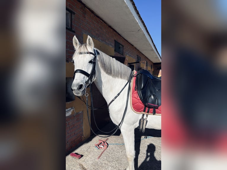 Hispano Arabian Gelding 15 years 16,2 hh Gray in Madrid