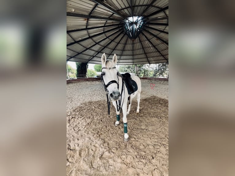 Hispano Arabian Gelding 15 years 16,2 hh Gray in Madrid