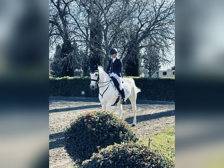 Hispano Arabian Gelding 15 years 16,2 hh Gray in Madrid