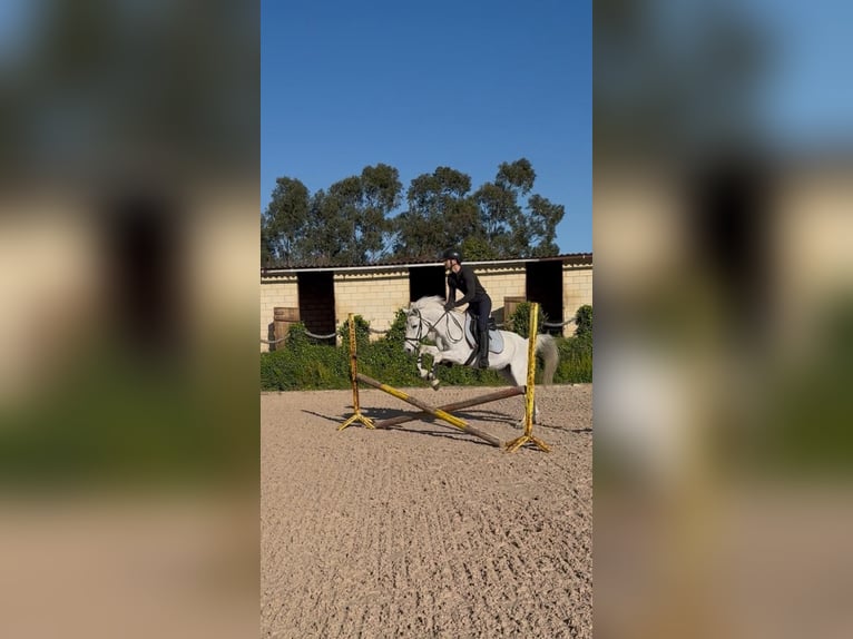 Hispano Arabian Gelding 15 years Grey in Trapaga