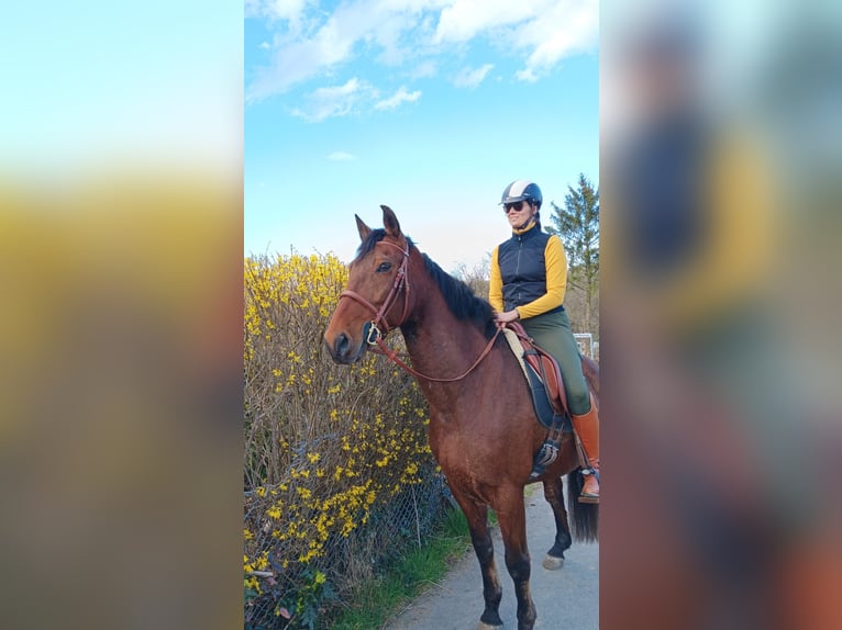 Hispano Arabian Gelding 18 years 16 hh Brown in Kleinmaischeid