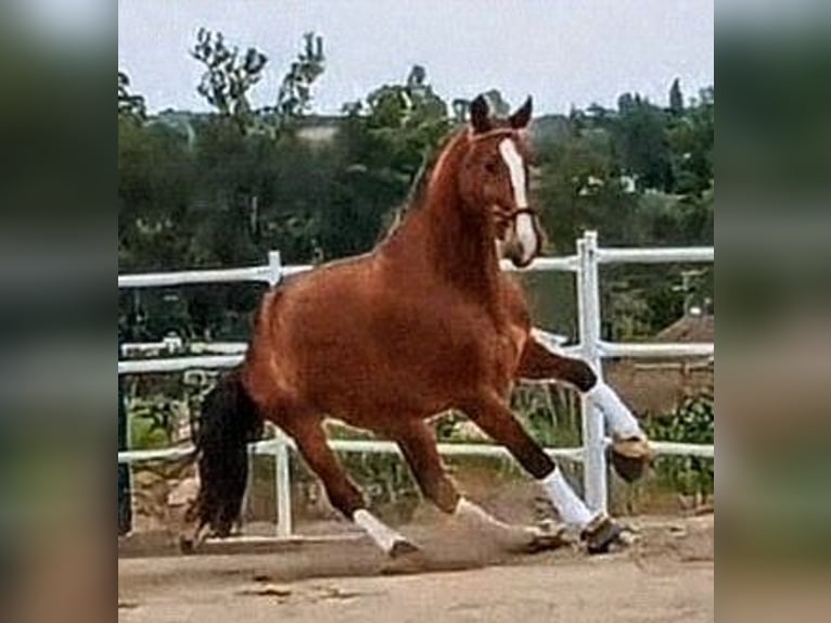 Hispano Arabian Gelding 3 years 15.1 hh Brown in Sevilla