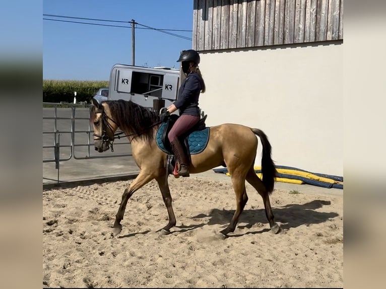 Hispano Arabian Gelding 4 years 14,2 hh Buckskin in Daleiden