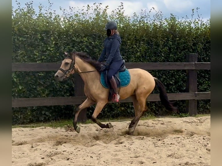 Hispano Arabian Gelding 4 years 14,2 hh Buckskin in Daleiden