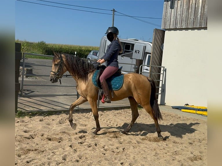 Hispano Arabian Gelding 4 years 14,2 hh Buckskin in Daleiden