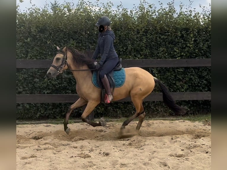 Hispano Arabian Gelding 4 years 14,2 hh Buckskin in Daleiden