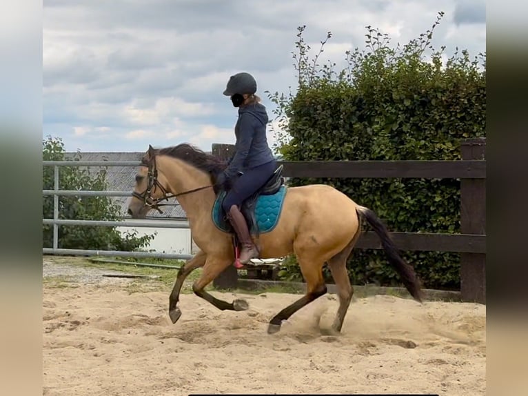 Hispano Arabian Gelding 4 years 14,2 hh Buckskin in Daleiden