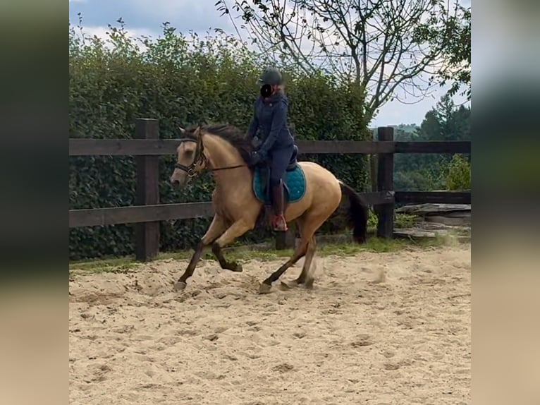 Hispano Arabian Gelding 4 years 14,2 hh Buckskin in Daleiden