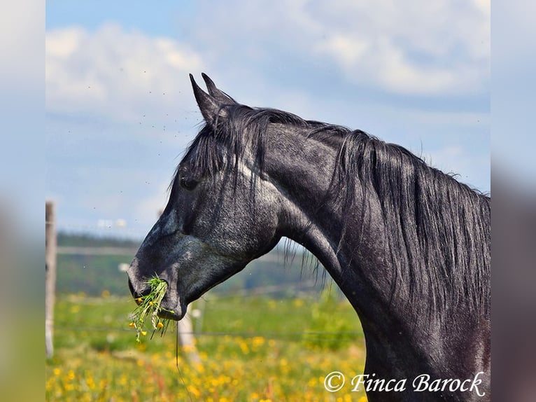 Hispano Arabian Gelding 4 years 14,2 hh Gray in Wiebelsheim