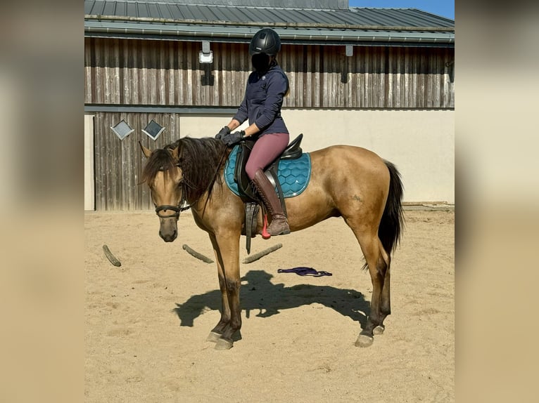 Hispano Arabian Gelding 4 years 14,3 hh Buckskin in Daleiden