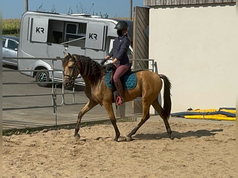 Hispano Arabian Gelding 4 years 14,3 hh Buckskin in Daleiden