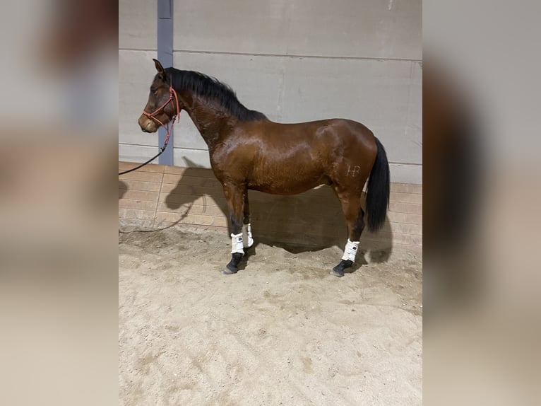 Hispano Arabian Gelding 4 years 15,1 hh Brown in El Barco De Avila